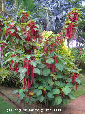 Unidentified Weird Plant Life